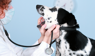 La higiene dental de perros y gatos